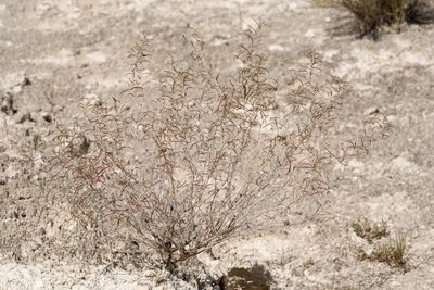 Oenothera gayleana, photographed by Cecelia Alexander