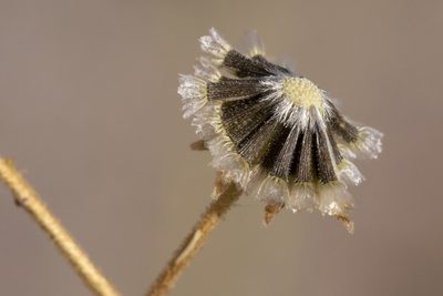 Hymenothrix pedata, photographed by Cecelia Alexander