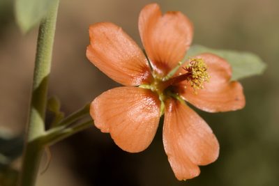 Sphaeralcea incana, photographed by Cecelia Alexander