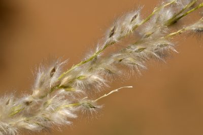 Digitaria californica, photographed by Cecelia Alexander