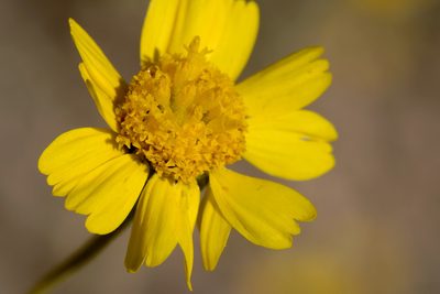 Hymenothrix pedata, photographed by Cecelia Alexander