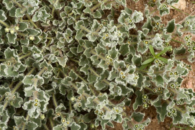Chthamalia chihuahuensis, photographed by Cecelia Alexander
