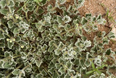 Chthamalia chihuahuensis, photographed by Cecelia Alexander
