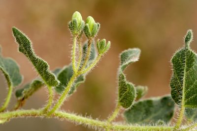 Chthamalia chihuahuensis, photographed by Cecelia Alexander