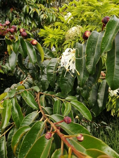 Lafoensia acuminata, photographed by GERMAN LEONEL SARMIENTO CRUZ