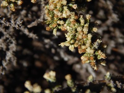 Ifloga ambigua, photographed by melda