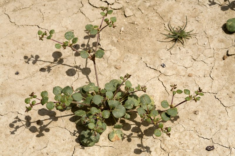 Eriogonum divaricatum, photographed by Cecelia Alexander