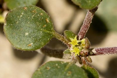 Eriogonum divaricatum, photographed by Cecelia Alexander