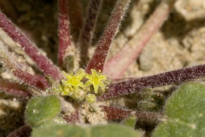 Eriogonum divaricatum, photographed by Cecelia Alexander