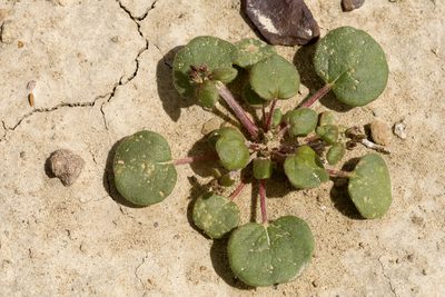 Eriogonum divaricatum, photographed by Cecelia Alexander
