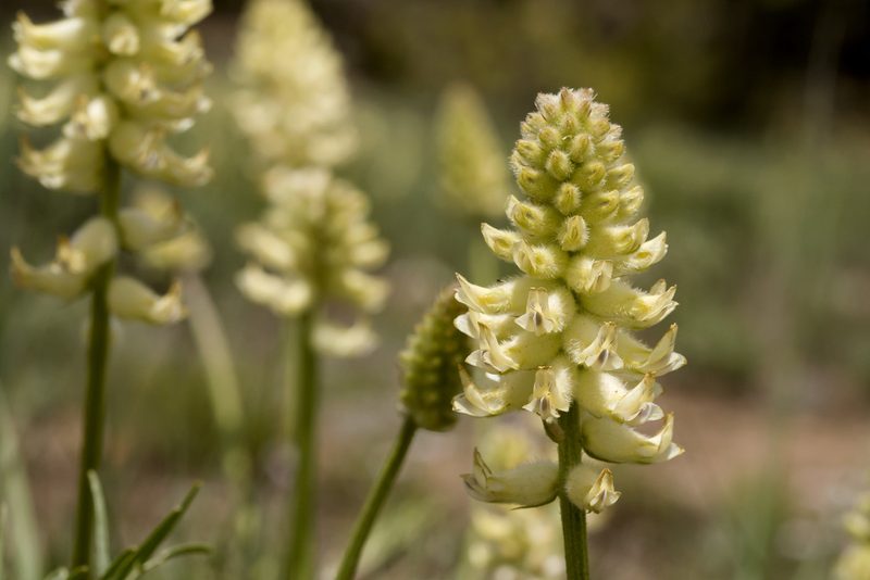 Astragalus oocalycis, photographed by Cecelia Alexander