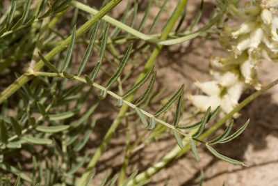 Astragalus oocalycis, photographed by Cecelia Alexander