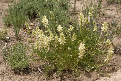 Astragalus oocalycis, photographed by Cecelia Alexander