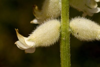 Astragalus oocalycis, photographed by Cecelia Alexander