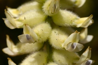 Astragalus oocalycis, photographed by Cecelia Alexander