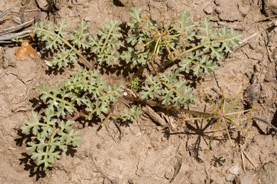 Cymopterus purpureus, photographed by Cecelia Alexander