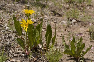 Wyethia arizonica, photographed by Cecelia Alexander