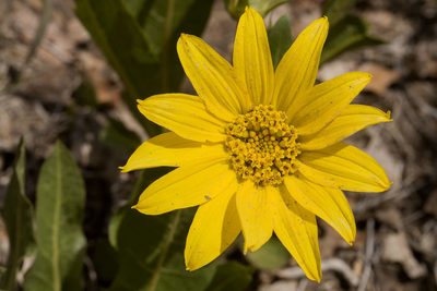 Wyethia arizonica, photographed by Cecelia Alexander
