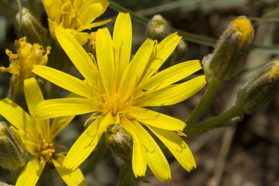 Crepis occidentalis, photographed by Cecelia Alexander