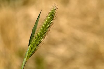 Hordeum depressum, photographed by Cecelia Alexander