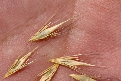 Hordeum depressum, photographed by Cecelia Alexander