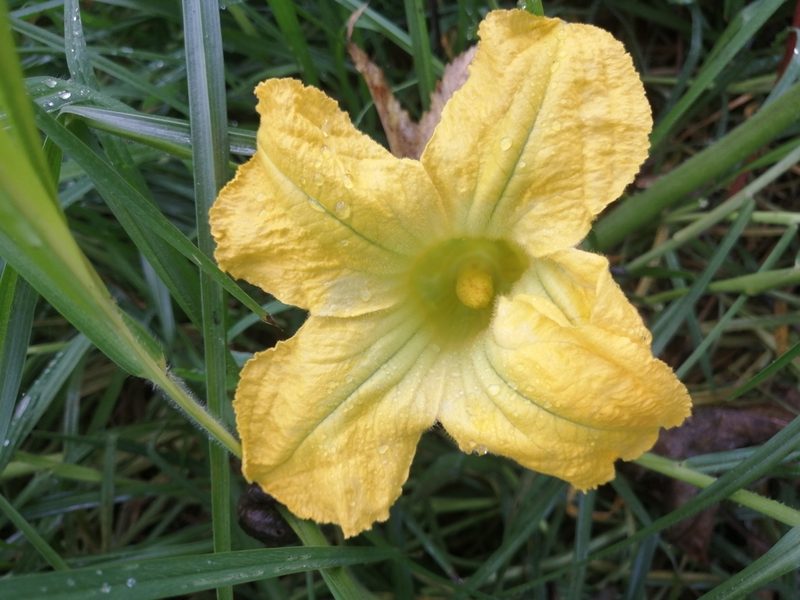 Cucurbita pepo, photographed by GERMAN LEONEL SARMIENTO CRUZ