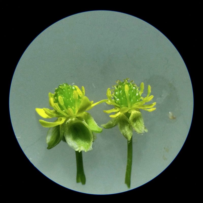 Ranunculus allegheniensis, photographed by Daniel McClosky