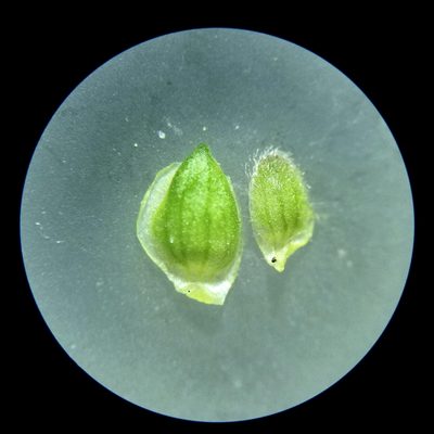 Ranunculus allegheniensis, photographed by Daniel McClosky
