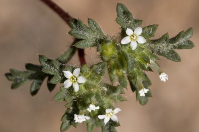 Ipomopsis polycladon, photographed by Cecelia Alexander