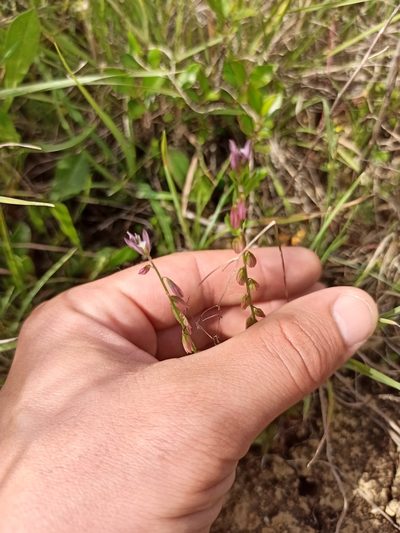 Polygala monspeliaca, photographed by Daniel Franco