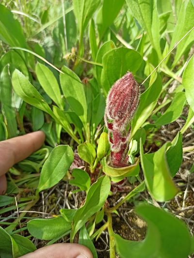 Orobanche foetida, photographed by Daniel Franco