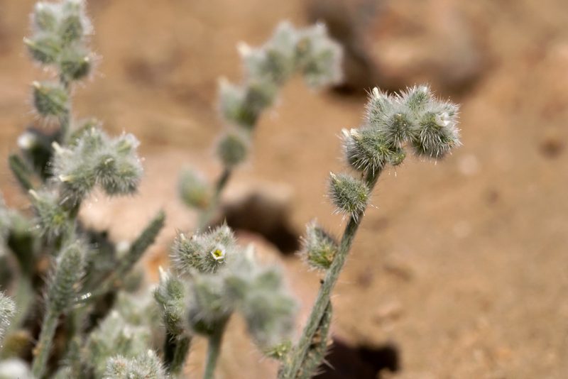 Johnstonella pusilla, photographed by Cecelia Alexander