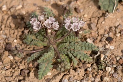 Phacelia arizonica, photographed by Cecelia Alexander