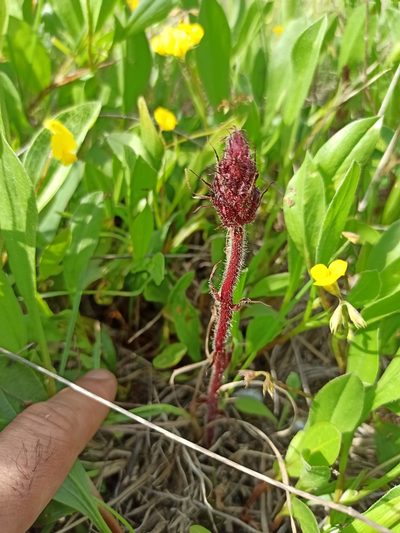 Orobanche foetida, photographed by Daniel Franco