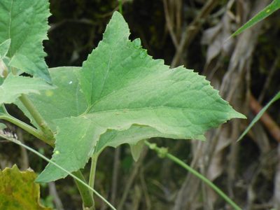 Munnozia hastifolia, photographed by Daniel van der Post