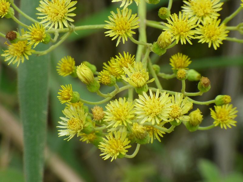 Munnozia hastifolia, photographed by Daniel van der Post