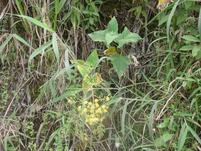 Munnozia hastifolia, photographed by Daniel van der Post