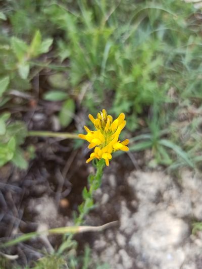 Genista tournefortii, photographed by Daniel Franco