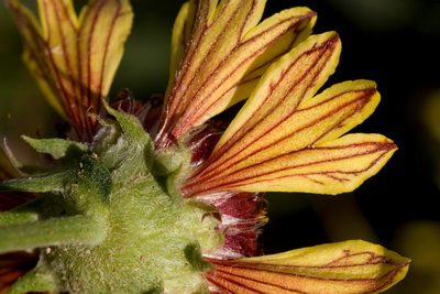 Gaillardia multiceps, photographed by Cecelia Alexander