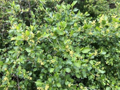 Ribes alpinum, photographed by Pavel Kacl