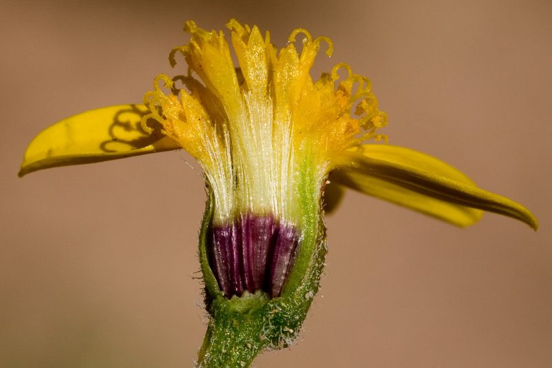 Bartlettia scaposa, photographed by Cecelia Alexander