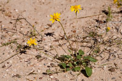 Bartlettia scaposa, photographed by Cecelia Alexander