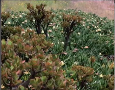 Crassula ovata, photographed by xianning