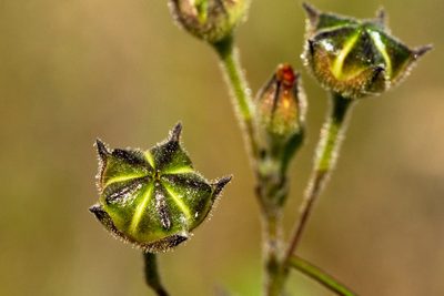 Anoda pentaschista, photographed by Cecelia Alexander