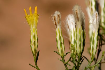 Lorandersonia pulchella, photographed by Cecelia Alexander