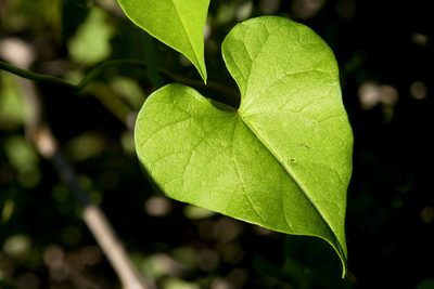 Ipomoea cardiophylla, photographed by Cecelia Alexander
