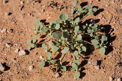 Drymaria pachyphylla, photographed by Cecelia Alexander
