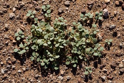 Drymaria pachyphylla, photographed by Cecelia Alexander
