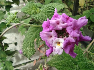 Lantana rugulosa, photographed by sandy-espinozaf
