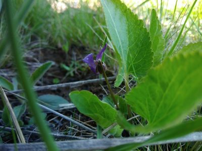 Viola ambigua, photographed by Valerii Darmostuk